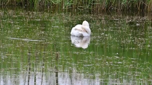 Cisne Branco Lagoa — Vídeo de Stock