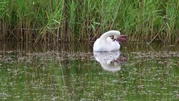 Cisne Branco Lagoa — Vídeo de Stock