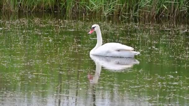 Cisne Blanco Estanque — Vídeo de stock
