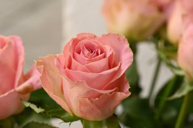 Güzel pembe güller, yakın manzara.