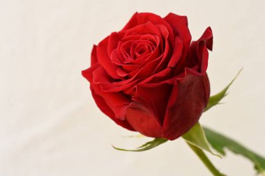 Beyaz arkaplanda kırmızı gül çiçeği