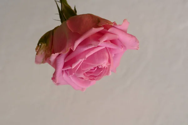 Beyaz Arka Planda Pembe Gül Çiçeği — Stok fotoğraf