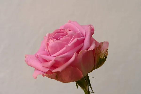 Różowy Kwiat Róży Białym Tle — Zdjęcie stockowe