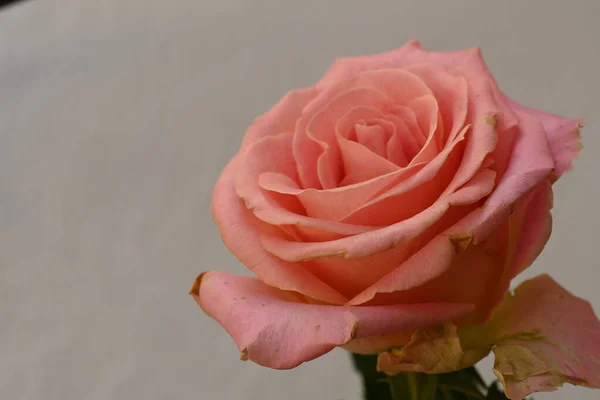 Roze Roos Bloem Witte Achtergrond — Stockfoto