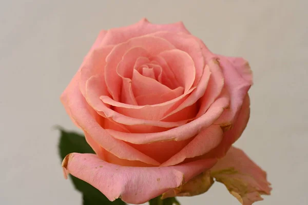 Rose Rose Fleur Sur Fond Blanc — Photo