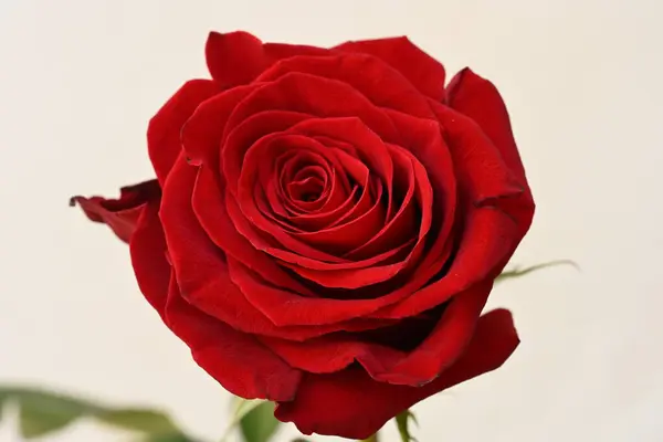 Red Rose Flower White Background Stock Picture