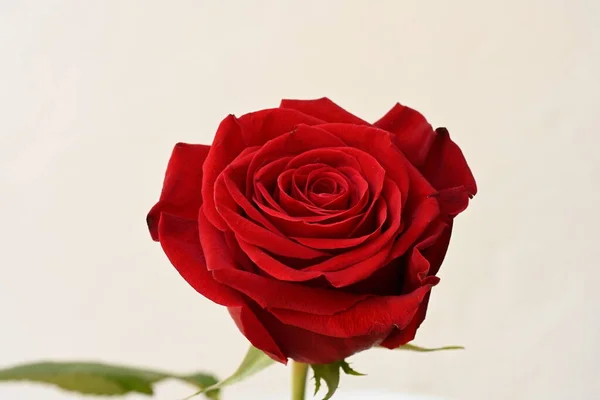 Red Rose Flower White Background Royalty Free Stock Images