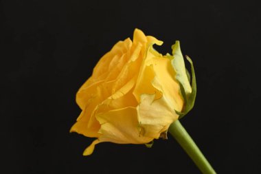 Siyah arkaplanda güzel sarı bir gül