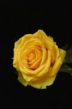 Siyah arkaplanda güzel sarı bir gül