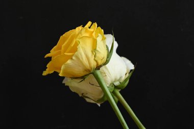 güzel beyaz ve sarı güller siyah arkaplanda