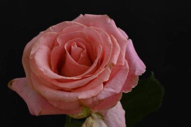 Siyah arka planda güzel pembe bir gül