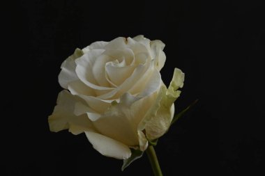 Siyah arkaplanda güzel beyaz bir gül