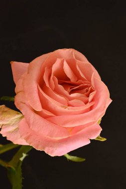 Güzel ve narin pembe gül siyah arkaplanda