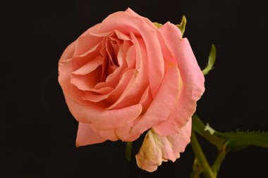 Güzel ve narin pembe gül siyah arkaplanda