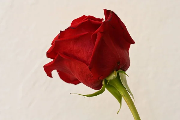 red rose flower on the white background
