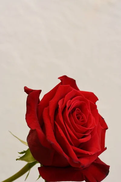 red rose flower on the white background
