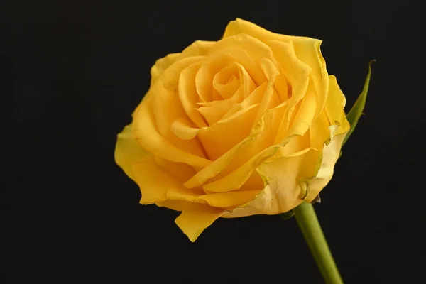 黑色背景上美丽的黄色玫瑰 — 图库照片