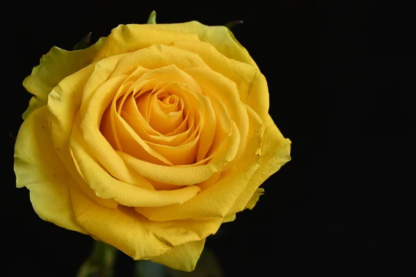 Красивая Желтая Роза Черном Фоне — стоковое фото