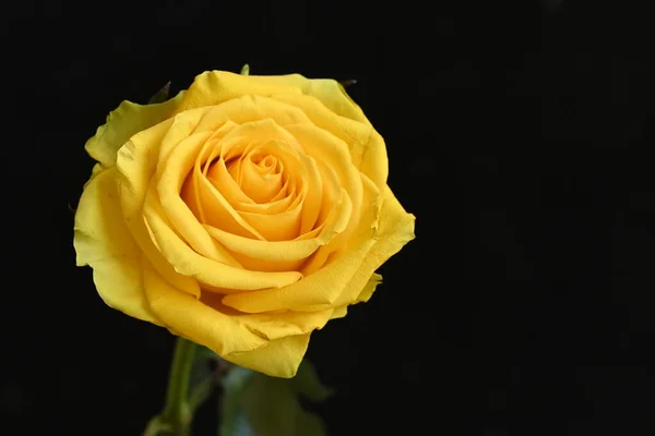 Piękna Żółta Róża Czarnym Tle — Zdjęcie stockowe