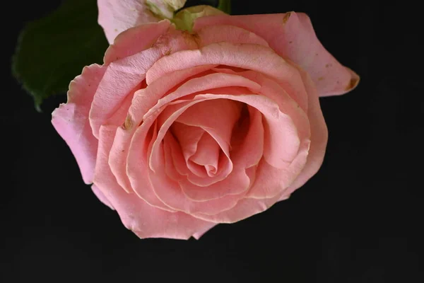 Mooie Roze Roos Zwarte Achtergrond — Stockfoto