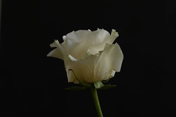 黑色背景的美丽的白玫瑰 — 图库照片
