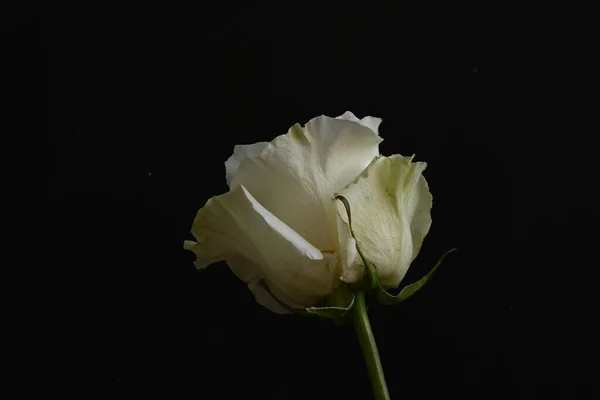 Krásná Bílá Růže Černém Pozadí — Stock fotografie