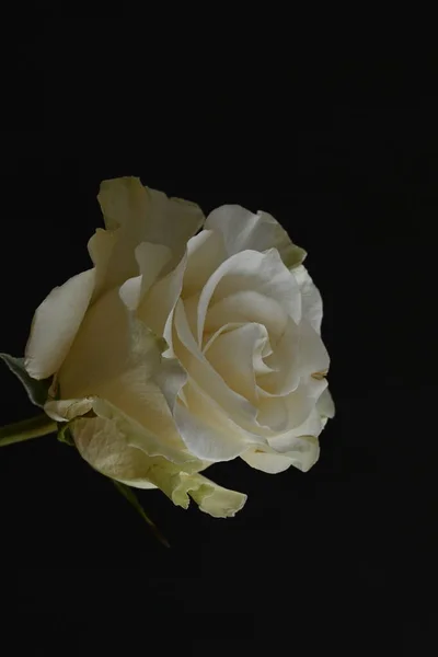 Красивая Белая Роза Черном Фоне — стоковое фото