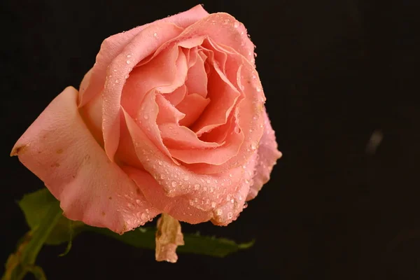 Beautiful Tender Pink Rose Black Background — Stock Photo, Image