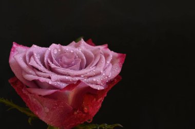 Siyah arka planda güzel pembe bir gül