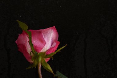 Siyah arka planda güzel pembe bir gül