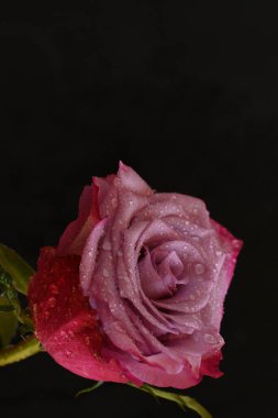 Siyah arka planda güzel pembe bir gül