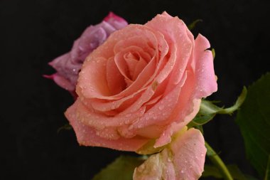 Siyah arka planda güzel pembe güller