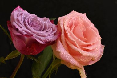 Siyah arka planda güzel pembe güller