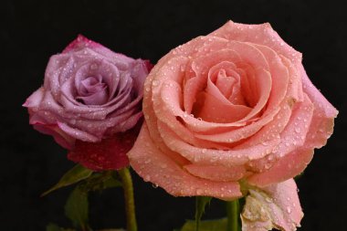 Siyah arka planda güzel pembe güller