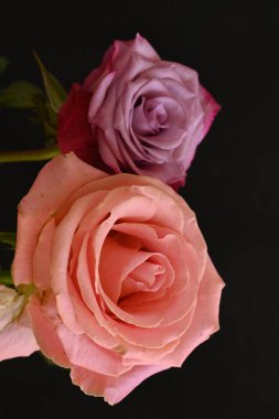 Siyah arka planda güzel pembe güller