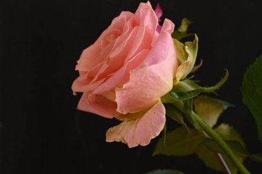 Siyah arka planda güzel pembe güller