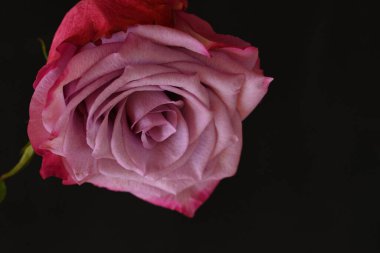 Siyah arka planda güzel pembe bir gül