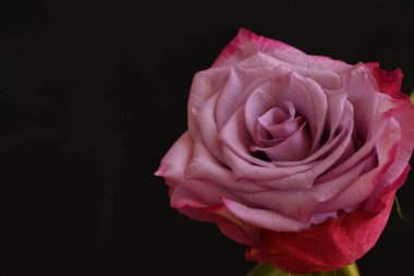 Siyah arka planda güzel pembe bir gül