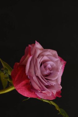 Siyah arka planda güzel pembe bir gül