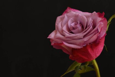 Siyah arka planda güzel pembe bir gül