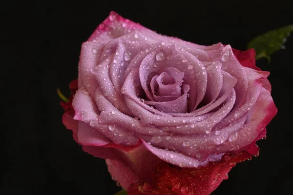 Mooie Roze Roos Zwarte Achtergrond — Stockfoto
