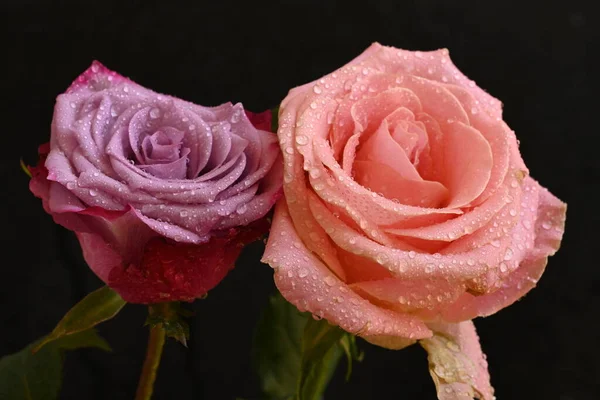 Piękne Różowe Róże Czarnym Tle — Zdjęcie stockowe