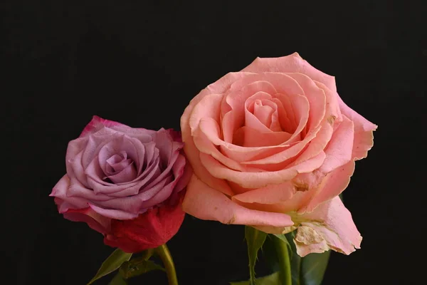 Piękne Różowe Róże Czarnym Tle — Zdjęcie stockowe