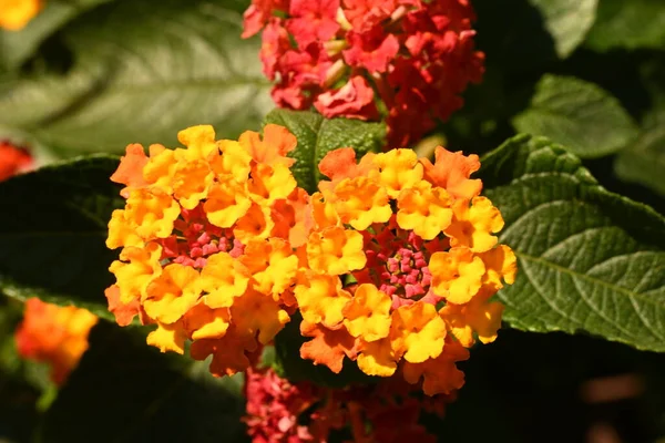 Bahçede Güzel Pembe Sarı Çiçekler — Stok fotoğraf