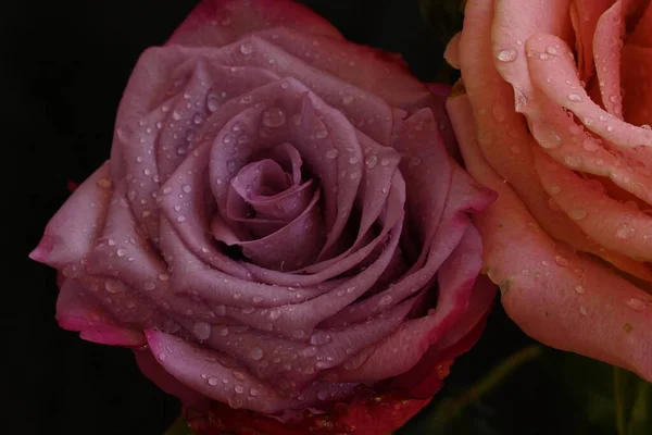 Bellissimo Bouquet Fiori Rosa Sfondo Nero — Foto Stock