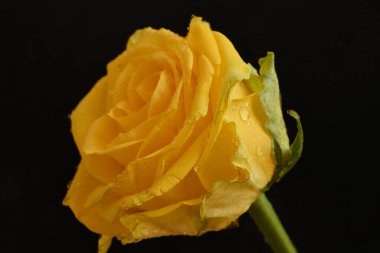 Siyah arkaplanda güzel sarı bir gül