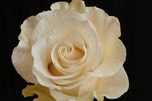 Piękna Biała Róża Czarnym Tle — Zdjęcie stockowe