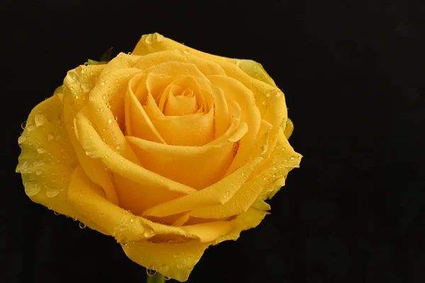 黑色背景上美丽的黄色玫瑰 — 图库照片