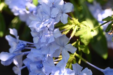 Açık havada yetişen güzel mavi çiçekleri kapatın.