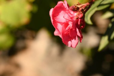 Bahçede yetişen pembe çiçekler